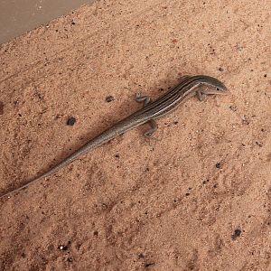 Striped Skink (Ctenotus sp.)