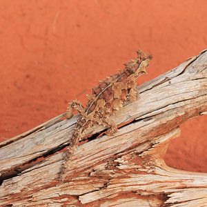 Thorny Devil (Moloch horridus)