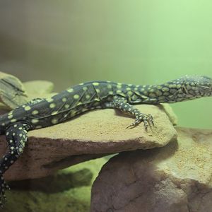 baby Perentie (Varanus giganteus)