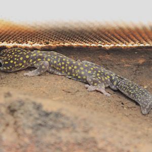 Jewelled Velvet Gecko (Oedura gemmata)