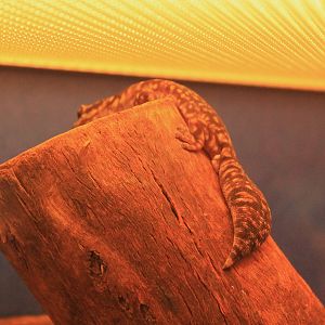 Marbled Velvet Gecko (Oedura marmorata)