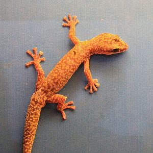 Inland Marbled Velvet Gecko (Oedura cincta)