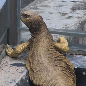Egyptian mastigure (Uromastyx aegyptia cf. microlepis)