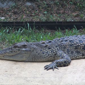 Siamese crocodile (Crocodylus siamensis)