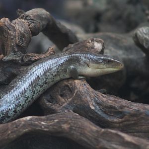Tanimbar blue-tongued skink (Tiliqua scincoides chimaera)