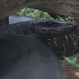 Black water monitor (Varanus salvator macromaculatus) - Synonym V. s. 'komaini'