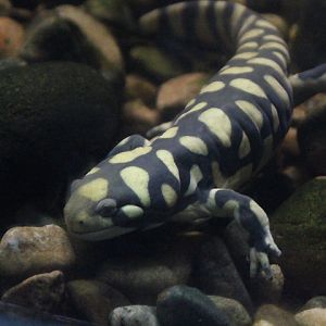 Barred tiger salamander (Ambystoma mavortium mavortium)