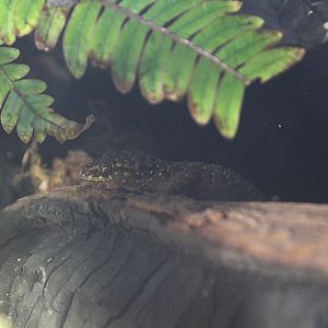 Pecelmadiun bent-toed gecko (Cyrtodactylus pecelmadiun)
