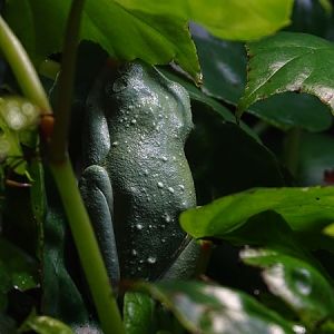Agalychnis callidryas or annae