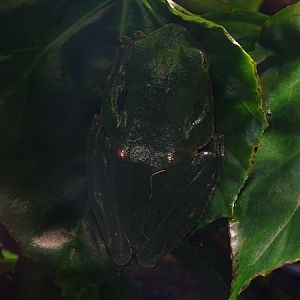 Wallace's flying frog (Rhacophorus nigropalmatus)