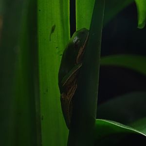 Orange-legged leaf frog (Pithecopus hypochondrialis)