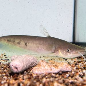 Spotted Tapah (Wallagonia maculatus)