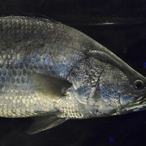 Barramundi (Lates calcarifer) Kawasui Kawasaki Aquarium September 18, 2025