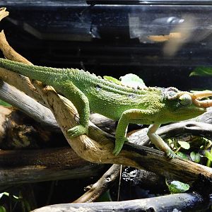 Jackson's Chameleon (Trioceros jacksonii) Kawasui Kawasaki Aquarium September 18, 2025