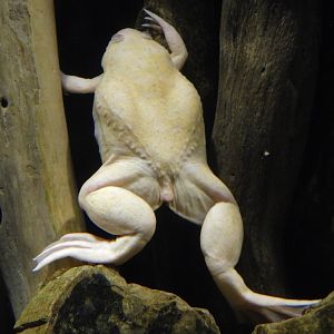 Albino African Clawed Frog (Xenopus laevis) Kawasui Kawasaki Aquarium September 18, 2025