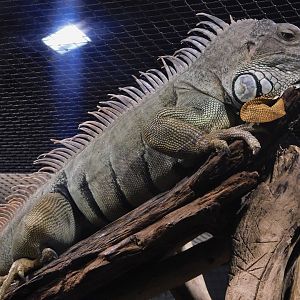 Green Iguana (Iguana iguana) Kawasui Kawasaki Aquarium September 18, 2025