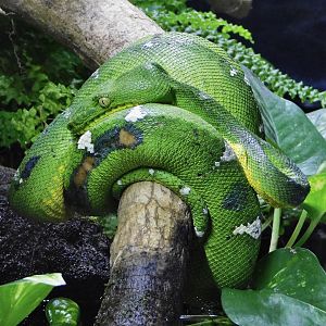Emerald Tree Boa (Corallus caninus) Kawasui Kawasaki Aquarium September 18, 2025