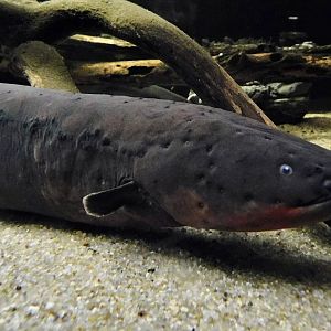 Electric Eel (Electrophorus electricus ) Kawasui Kawasaki Aquarium September 18, 2025