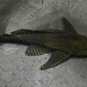 Leopard Pleco (Pterygoplichthys gibbiceps) Kawasui Kawasaki Aquarium September 18, 2025