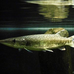 Spotted Pike-Characin (Boulengerella maculata) Kawasui Kawasaki Aquarium September 18, 2025