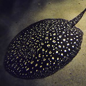 Bigtooth River Stingray (Potamotrygon henlei) Kawasui Kawasaki Aquarium September 18, 2025