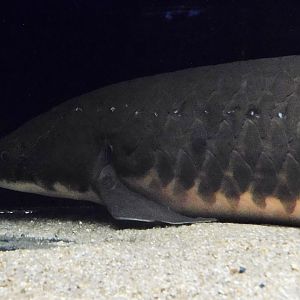 Australian Lungfish (Neoceratodus forsteri) Kawasui Kawasaki Aquarium September 18, 2025