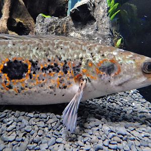 Ocellated Snakehead (Channa pleurophthalma) Kawasui Kawasaki Aquarium September 18, 2025