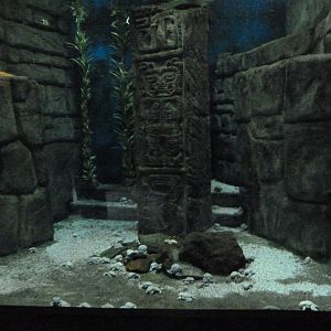 Titicaca water frog exhibit -Zoo Praha (2025)