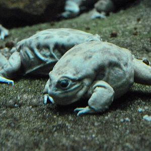 Titicaca water frogs -Zoo Praha (2025)