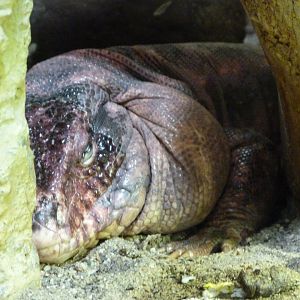 Red tegu -Zoo Praha (2025)