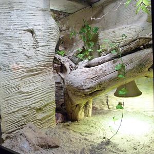 Red tegu exhibit -Zoo Praha (2025)