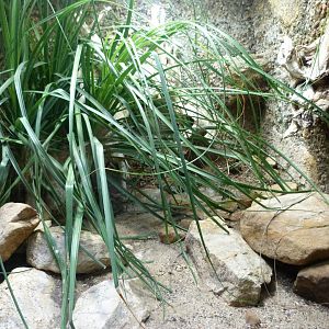 Ruthven’s kingsnake exhibit -Zoo Praha (2025)