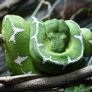 Amazon basin emerald tree boa -Zoo Praha (2025)