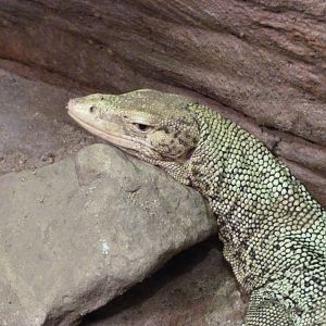 Quince monitor -Zoo Praha (2025)