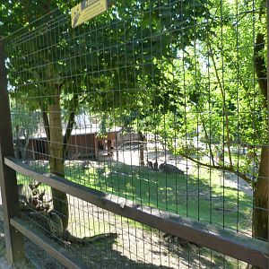 Tasmanian eastern gray kangaroo and Tasmanian red-necked wallaby exhibit -Zoo Praha (2025)