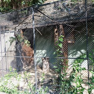 Slender-billed parakeet exhibit -Zoo Praha (2025)