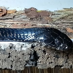Black forest cobra