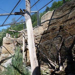Andean cliff aviary -Zoo Praha (2025)