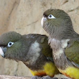 Chilean burrowing parrots -Zoo Praha (2025)