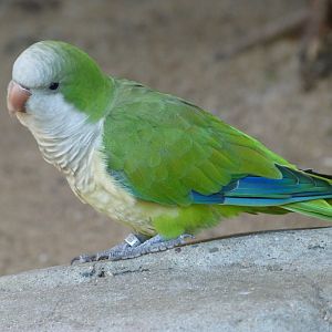 Monk parakeet -Zoo Praha (2025)