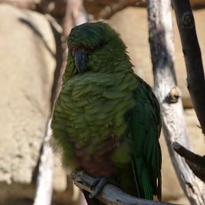 Greater austral parakeet -Zoo Praha (2025)