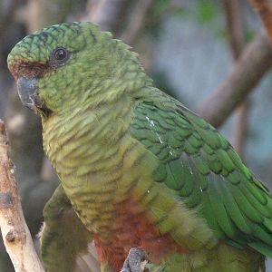 Greater austral parakeet -Zoo Praha (2025)