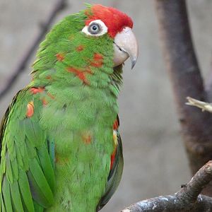 Greater cordilleran parakeet -Zoo Praha (2025)
