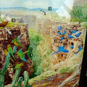 Caatinga illustration -Zoo Praha (2025)