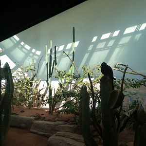 Lear's macaw and Red-cowled cardinal exhibit -Zoo Praha (2025)