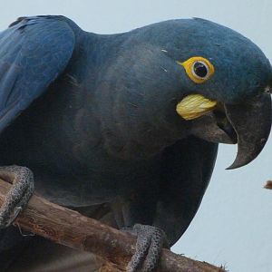 Lear's macaw -Zoo Praha (2025)