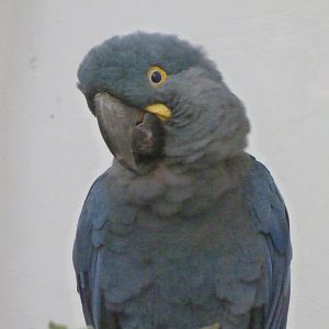 Lear's macaw -Zoo Praha (2025)