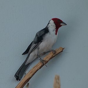 Red-cowled cardinal -Zoo Praha (2025)