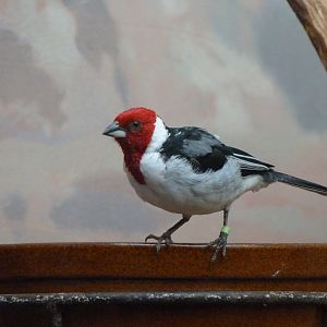 Red-cowled cardinal -Zoo Praha (2025)
