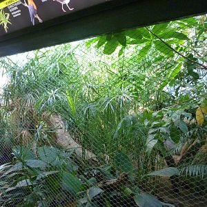 Pantanal exhibit -Zoo Praha (2025)